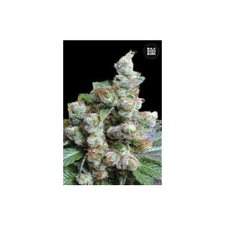 NBA DIESEL (NY DIESEL) * BULKSEED BANK 5 SEMI FEM 