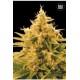 ANANAS FUNK (PINEAPPLE CHUNK) * BULKSEED BANK 5 SEMI FEM 