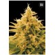 ANANAS FUNK (PINEAPPLE CHUNK) * BULKSEED BANK 5 SEMI FEM 