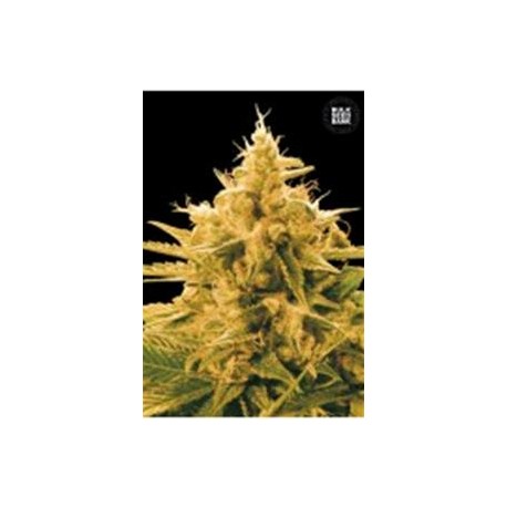 ANANAS FUNK (PINEAPPLE CHUNK) * BULKSEED BANK 5 SEMI FEM 