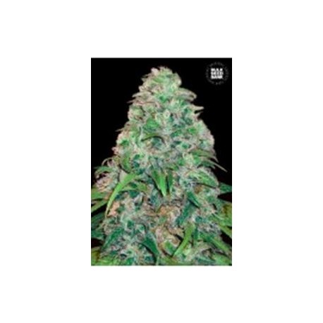 AMNESIA PLATINUM * BULKSEED BANK 10 SEMI FEM 