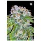 AUTO BIGGER BUD (AUTO BIG BUD) * BULKSEED BANK 10 SEMI FEM 