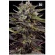 AUTO BLUEBERRY BERRY (AUTO BLUEBERRY)* BULKSEED BANK 10 SEMI FEM 