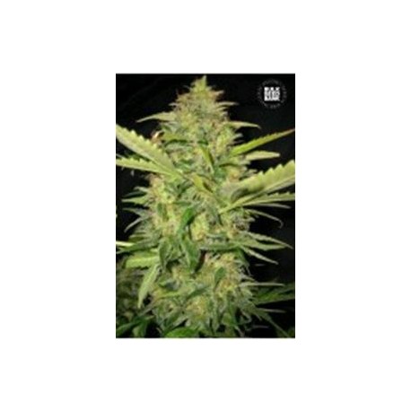 AUTO LIME SKUNK (AUTO LEMON SKUNK) * BULKSEED BANK 10 SEMI FEM 