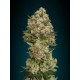 CRITICAL * ADVANCED SEEDS 3 SEMI FEM