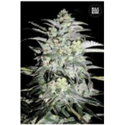 MAZAR EXTRA * BULKSEED BANK 10 SEMI FEM 