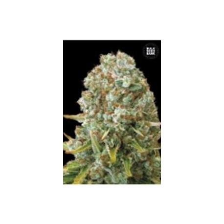 MOBY BIG* BULKSEED BANK 10 SEMI FEM 