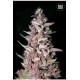 PURPLE GLAM KUSH (PURPLE KUSH) * BULKSEED BANK 5 SEMI FEM 