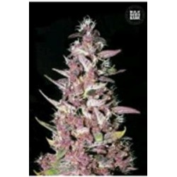 PURPLE GLAM KUSH (PURPLE KUSH) * BULKSEED BANK 5 SEMI FEM 