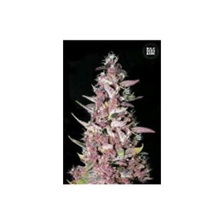 PURPLE GLAM KUSH (PURPLE KUSH) * BULKSEED BANK 5 SEMI FEM 