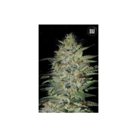 SENSIBLE STAR (SENSI STAR) * BULKSEED BANK 5 SEMI FEM 