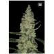 SPECIAL SKUNK (SUPER SKUNK) * BULKSEED BANK 5 SEMI FEM 