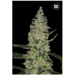 SPECIAL SKUNK (SUPER SKUNK) * BULKSEED BANK 5 SEMI FEM 