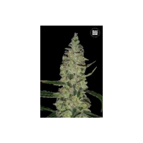 SPECIAL SKUNK (SUPER SKUNK) * BULKSEED BANK 5 SEMI FEM 