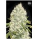 WHITE WIDOW * BULKSEED BANK 5 SEMI FEM 