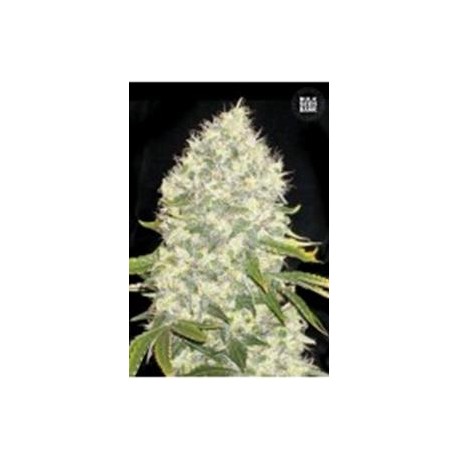 WHITE WIDOW * BULKSEED BANK 5 SEMI FEM 