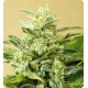 AUTO LOW GIRL * ADVANCED SEEDS 10 SEMI FEM