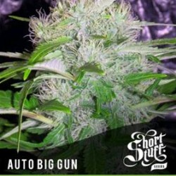 AUTO BIG GUN *BOUTIQUE LINE SHORT STUFF SEEDS 5 SEMI FEM