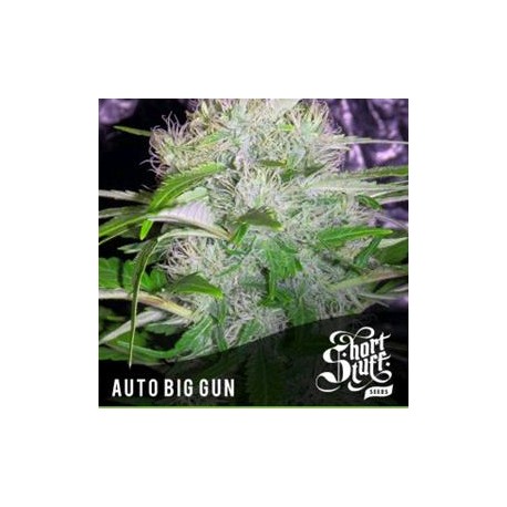 AUTO BIG GUN *BOUTIQUE LINE SHORT STUFF SEEDS 5 SEMI FEM