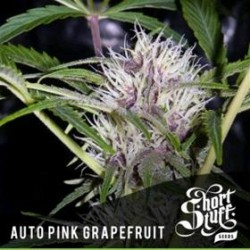 AUTO PINK GRAPEFRUIT *BOUTIQUE LINE SHORT STUFF SEEDS 5 SEMI FEM