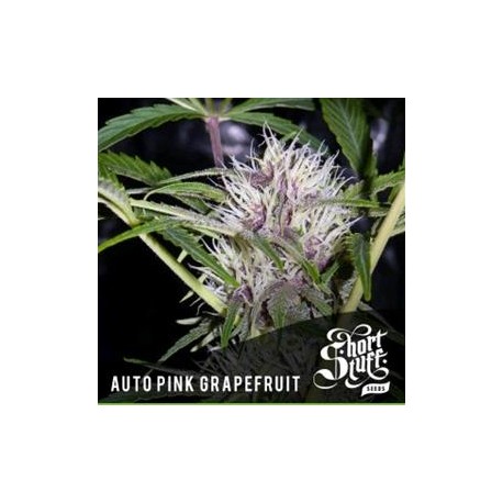 AUTO PINK GRAPEFRUIT *BOUTIQUE LINE SHORT STUFF SEEDS 5 SEMI FEM