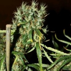 MANGO HAZE * CBD- CREW SEEDS 5 SEMI FEM