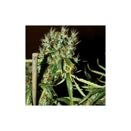 MANGO HAZE * CBD- CREW SEEDS 5 SEMI FEM