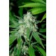 HAZE MIST * ADVANCED SEEDS 1 SEME FEM 