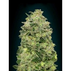 AUTO AFGHAN SKUNK * ADVANCED SEEDS 10 SEME FEM