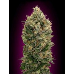 AUTO BLACK DIESEL * ADVANCED SEEDS 10 SEME FEM