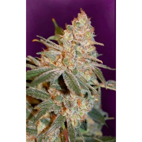 BLACK DIESEL * ADVANCED SEEDS 3 SEMI FEM