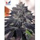 GORDOMASTER KUSH + CD VOL 1* POSITRONICS SEEDS 6 SEMI FEM 