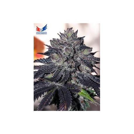 GORDOMASTER KUSH + CD VOL 1* POSITRONICS SEEDS 6 SEMI FEM 