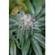 MASTER KUSH *HUMBOLDT SEEDS 5 SEMI FEM