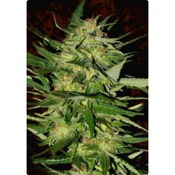 JACK PLANT * ADVANCED SEEDS 3 SEMI FEM