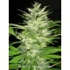 EARLY XXX * MINISTRY SEEDS 5 SEMI FEM 