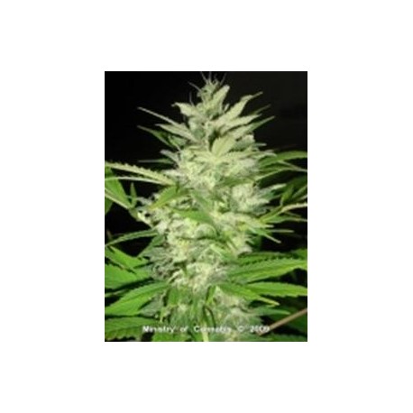 EARLY XXX * MINISTRY SEEDS 5 SEMI FEM 