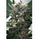 ZENSATION * MINISTRY SEEDS 5 SEMI FEM 