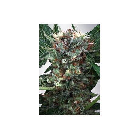 ZENSATION * MINISTRY SEEDS 5 SEMI FEM 