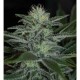 WHITE WIDOW * PYRAMID SEEDS 3 SEMI FEM 