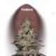 FASTBERRY * FAST BUDS SEEDS 1 SEME FEM 