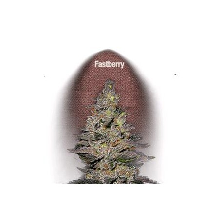 FASTBERRY * FAST BUDS SEEDS 1 SEME FEM 