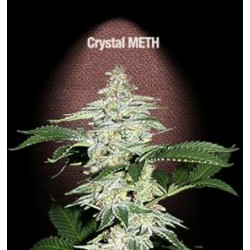 CRYSTAL M.E.T.H. * FAST BUDS SEEDS 1 SEME FEM 