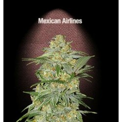 MEXICAN AIRLINES * FAST BUDS SEEDS 1 SEME FEM 