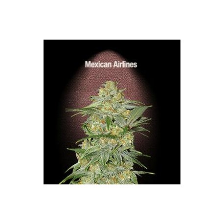 MEXICAN AIRLINES * FAST BUDS SEEDS 1 SEME FEM 