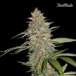 G 14 * FAST BUDS SEEDS 1 SEME FEM 