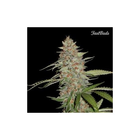 G 14 * FAST BUDS SEEDS 1 SEME FEM 