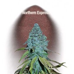 NORTHERN EXPRESS * FAST BUDS SEEDS 1 SEME FEM 