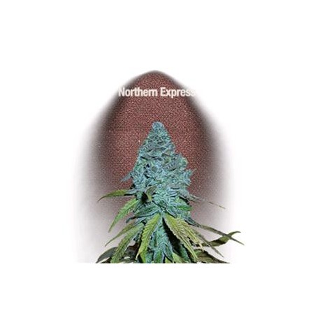 NORTHERN EXPRESS * FAST BUDS SEEDS 1 SEME FEM 