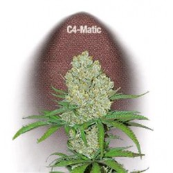 C4 MATIC * FAST BUDS SEEDS 1 SEME FEM 